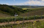 Weinbergrundfahrt mit der Reblaus für 2