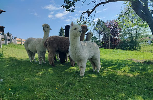 Alpakawanderung & Picknick Allgäu für 2